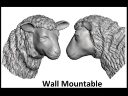 Sheep
