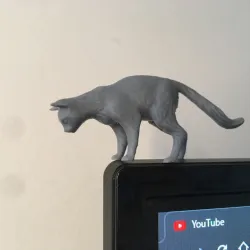 Cat looking down