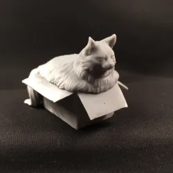Fat cat in box