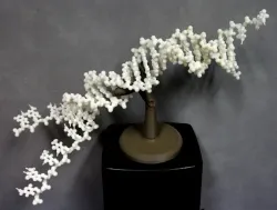 Folding DNA model kit.