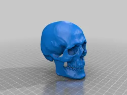 Golden Skeleton Skull