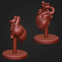 Human Heart Anatomy Sculpture Statue Art