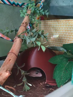  Lizard house/Дом для ящерицы