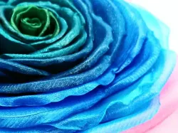 Realistic Rose
