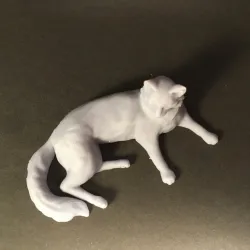 Resting cat