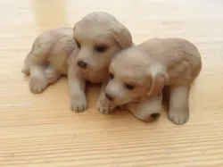 Puppies