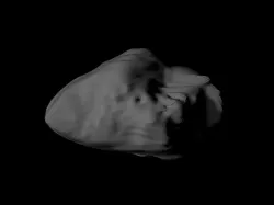 5535 Annefrank approximate shape scaled one in eighty thousand