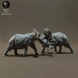 African Bush Elephant Bulls Fight