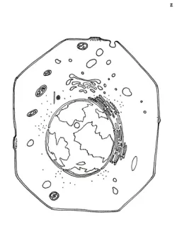 Animal Cell Slices