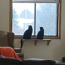 Cat Shelf