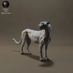 Cheetah
