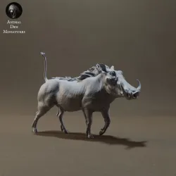 Common Warthog