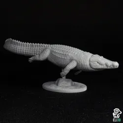 Crocodile