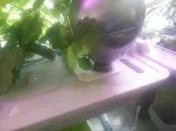 Extension fits Ikea VÄXER hydroponic system