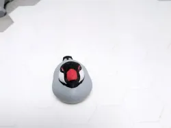 Java Sparrow