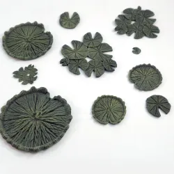 Lilly Pads
