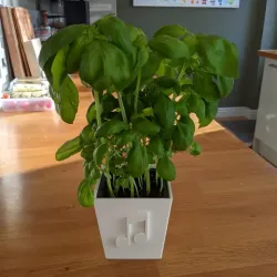 Plant Pot for Kitchen Herbs