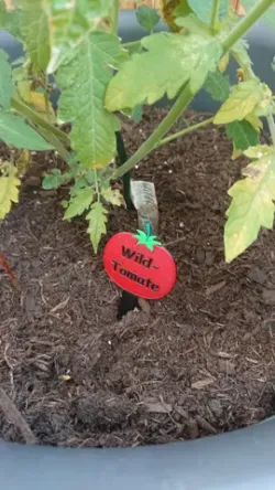 Tomatenlabel