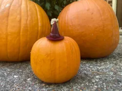 Witch hat for pumpkin decorating