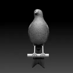 bird magpie