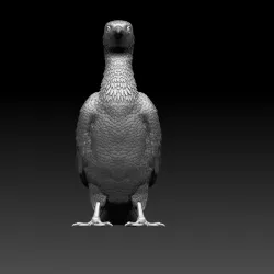 cormorant