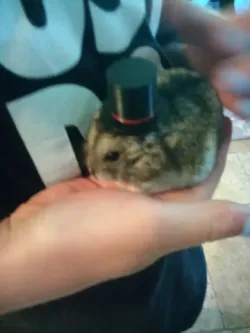 Hamster Top Hat