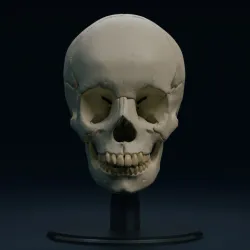 Head Ecorche and accurate Skull anatomy
