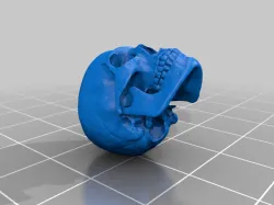 Human skull