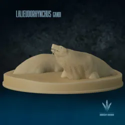 Lalieudorhynchus gandi : Feeding in the Shallows
