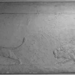 Lion is released from a cage