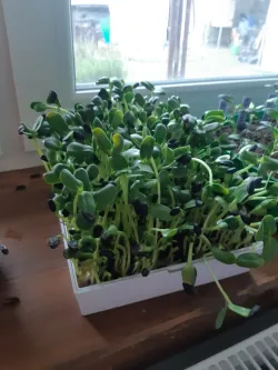 microgreens bowl