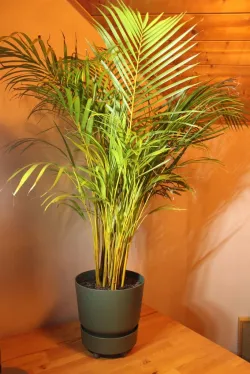 Plant Pot Feet