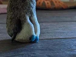Protective Covers for Dog Claws