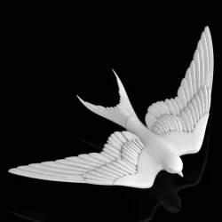 swallow