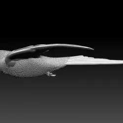 swallow