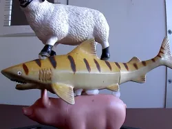Sheep Shark Pig