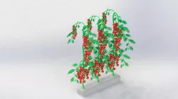 Tomato