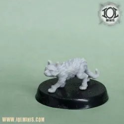 Afterthought the Zombie cat