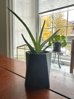 GreenScapes Succulent Planter