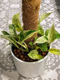 Coir stake adapter for plants in semi-hydroponics