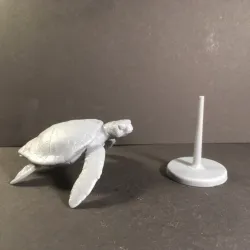 Green sea turtle