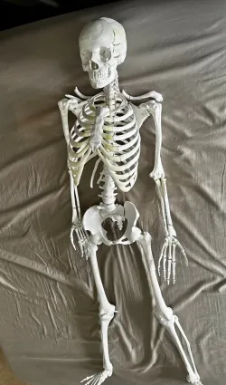 Human Ribcage (to complete the DaveMakesStuff skeleton)