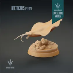 Nectocaris pteryx : Prehistoric Squid-like Predator