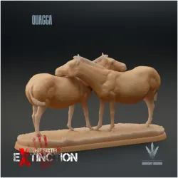 Quagga : Couple