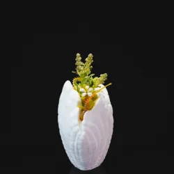 Shell Vase