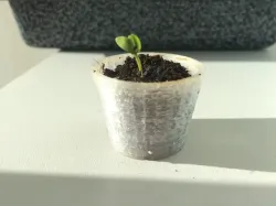 Small flower pot