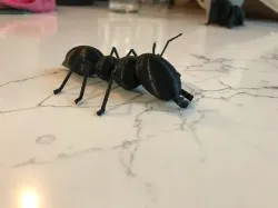 Ant Model