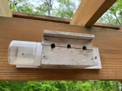 Carpenter Bee Trap Jar Lid
