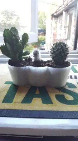 Mini Cactus Planter