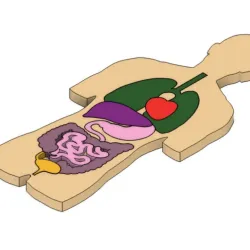 ANATOMY DIDACTIC PUZZLE FOR KIDS